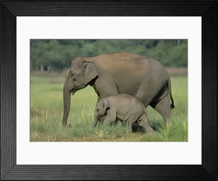 Framed Print : Indian / Asian Elephant - with calf Corbett National Park, India Framed Print : Indian / Asian Elephant - with calf Corbett National Park, India