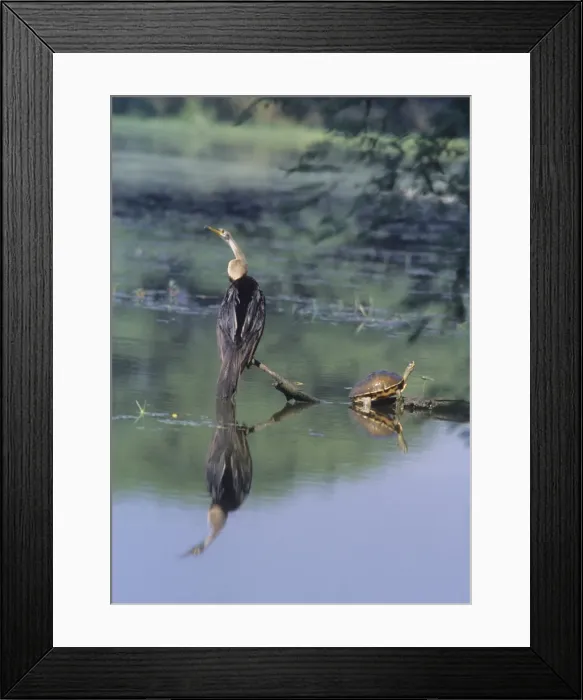 Framed Print : Indian / Oriental Darter Snakebird Keoladeo National Park, India Framed Print : Indian / Oriental Darter Snakebird Keoladeo National Park, India
