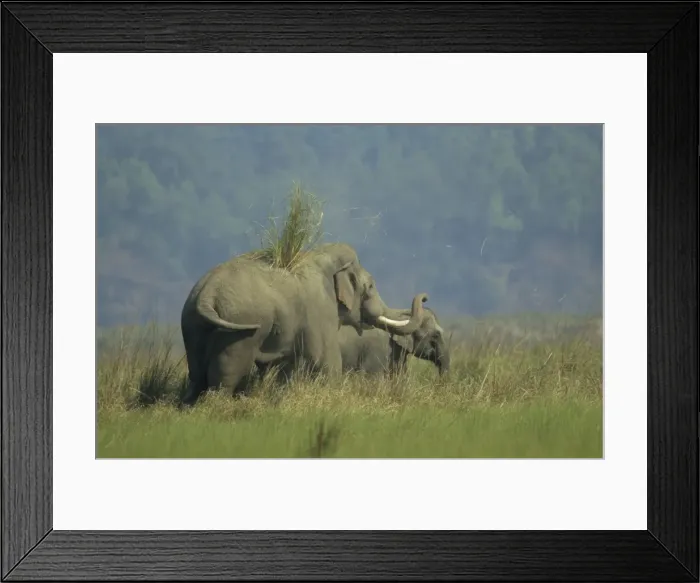 Framed Print : Asian / Indian Elephant throwing-off grass on its back Corbett National Park, India Framed Print : Asian / Indian Elephant throwing-off grass on its back Corbett National Park, India