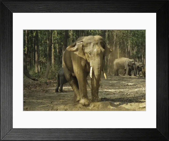 Framed Print : Asian / Indian Elephant bathing at the waterhole filled with rain water Corbett National Park, India Framed Print : Asian / Indian Elephant bathing at the waterhole filled with rain water Corbett National Park, India