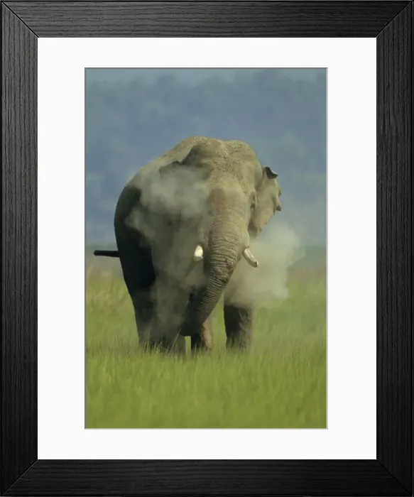 Framed Print : Asian / Indian Elephant (Tusker) dust-bathing Corbett National Park, India Framed Print : Asian / Indian Elephant (Tusker) dust-bathing Corbett National Park, India