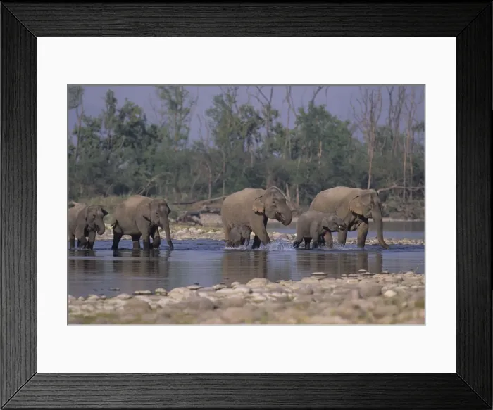 Framed Print : Asian / Indian Elephant family crossing the river Ramganga Corbett National Park, India Framed Print : Asian / Indian Elephant family crossing the river Ramganga Corbett National Park, India
