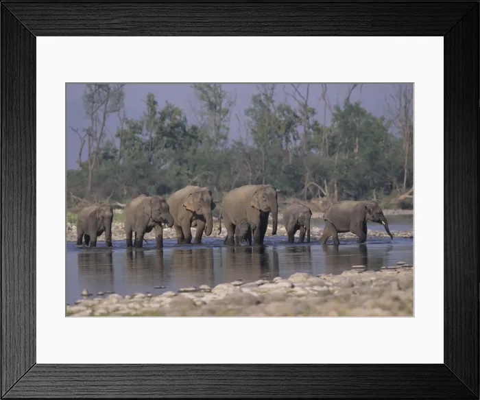 Framed Print : Asian / Indian Elephant family crossing the river Ramganga. Corbett National Park, India Framed Print : Asian / Indian Elephant family crossing the river Ramganga. Corbett National Park, India
