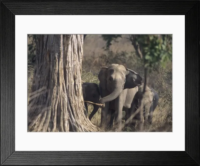 Framed Print : Asian / Indian Elephant striping the bark Corbett National Park, India Framed Print : Asian / Indian Elephant striping the bark Corbett National Park, India
