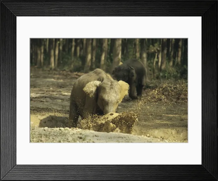 Framed Print : Asian / Indian Elephant - Calf splashing the waterhole filled with rain water Corbett National Park, India Framed Print : Asian / Indian Elephant - Calf splashing the waterhole filled with rain water Corbett National Park, India