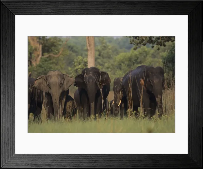 Framed Print : Asian / Indian Elephants coming back from waterhole Corbett National Park, India Framed Print : Asian / Indian Elephants coming back from waterhole Corbett National Park, India