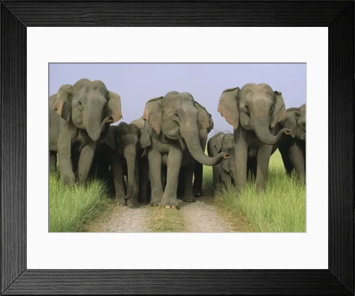 Framed Print : Asian / Indian Elephants scenting Corbett National Park, India Framed Print : Asian / Indian Elephants scenting Corbett National Park, India