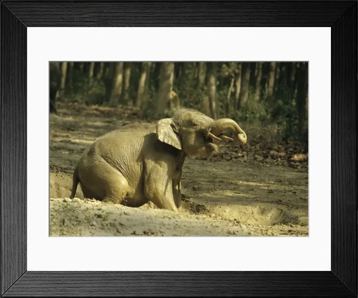 Framed Print : Young Indian / Asian Elephant playing in the rain filled waterhole. Corbett National Park, India Framed Print : Young Indian / Asian Elephant playing in the rain filled waterhole. Corbett National Park, India