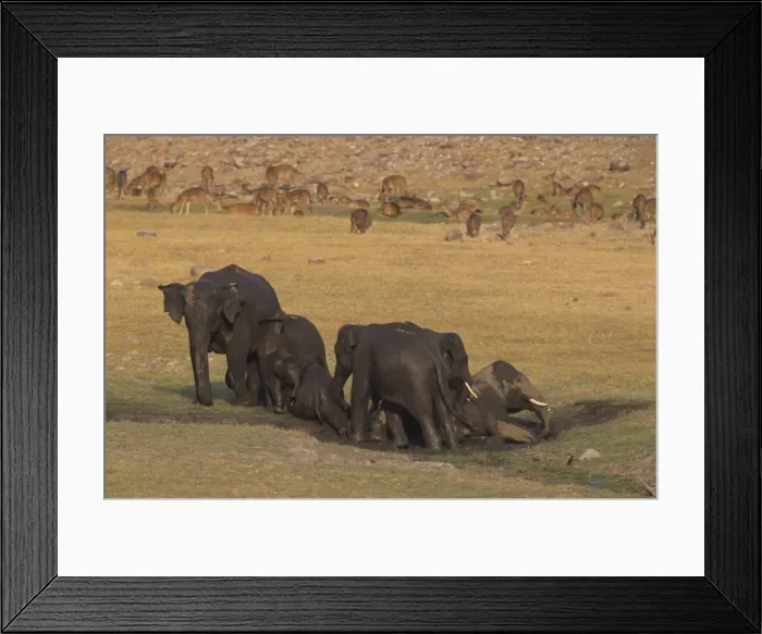 Framed Print : Asian / Indian Elephants mud-wallowing Corbett National Park, India Framed Print : Asian / Indian Elephants mud-wallowing Corbett National Park, India