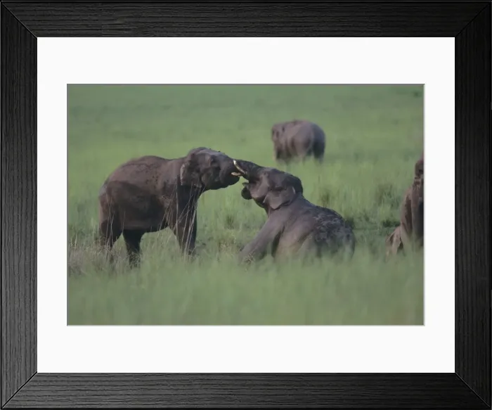 Framed Print : Asian / Indian Elephants (Young tuskers) fighting at the mudhole. Corbett National Park, India Framed Print : Asian / Indian Elephants (Young tuskers) fighting at the mudhole. Corbett National Park, India