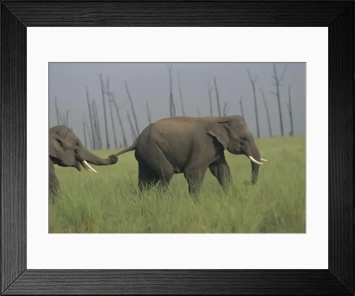 Framed Print : Asian / Indian Elephants at play Corbett National Park, India Framed Print : Asian / Indian Elephants at play Corbett National Park, India