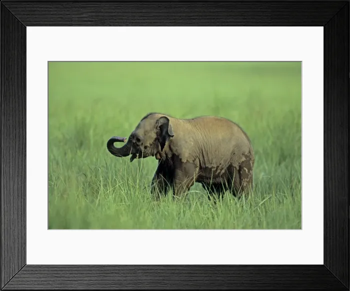 Framed Print : Asian / Indian Elephant - Young in long grass Corbett National Park, India Framed Print : Asian / Indian Elephant - Young in long grass Corbett National Park, India