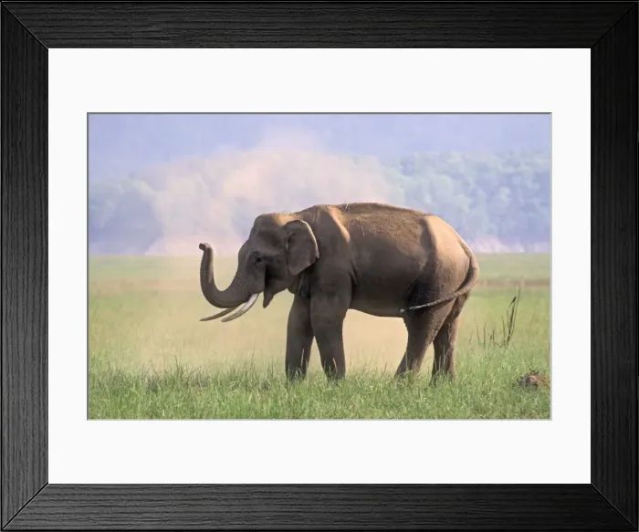 Framed Print : Asian / Indian Elephant dust bathing, Corbett National Park, India Framed Print : Asian / Indian Elephant dust bathing, Corbett National Park, India