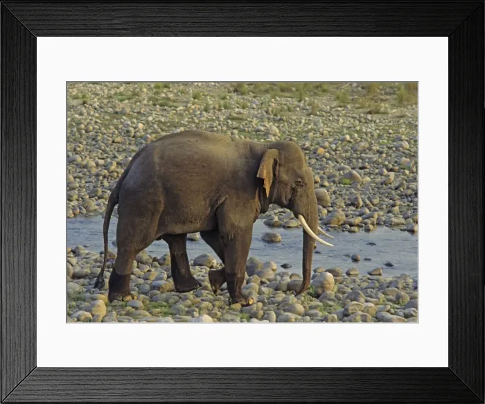 Framed Print : Asian / Indian Elephant (Tusker) on the riverbed of river Ramganga, Keoladeo National Park, India Framed Print : Asian / Indian Elephant (Tusker) on the riverbed of river Ramganga, Keoladeo National Park, India