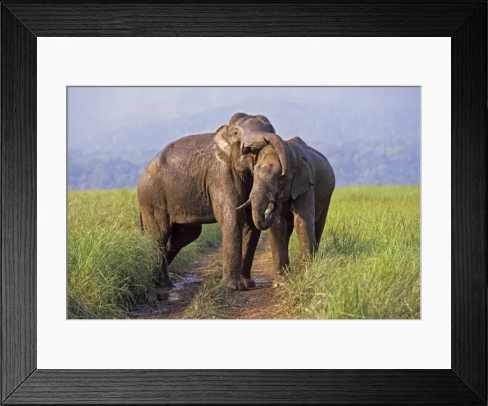 Framed Print : Asian / Indian Elephants (Tuskers) playing, Keoladeo National Park, India Framed Print : Asian / Indian Elephants (Tuskers) playing, Keoladeo National Park, India