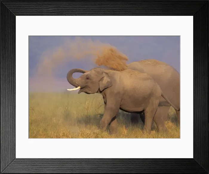 Framed Print : Asian / Indian Elephant taking dust bath, Corbett National Park, India Framed Print : Asian / Indian Elephant taking dust bath, Corbett National Park, India