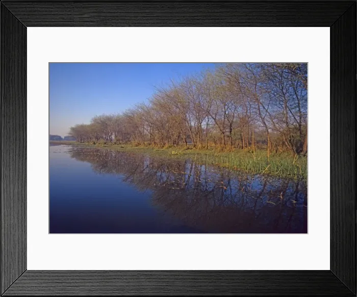 Framed Print : Keoladeo National Park in spring, Trees alongside water Keoladeo National Park, India Framed Print : Keoladeo National Park in spring, Trees alongside water Keoladeo National Park, India