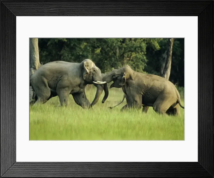 Framed Print : Asian / Indian Elephants - Big bulls fighting, Corbett National Park, India Framed Print : Asian / Indian Elephants - Big bulls fighting, Corbett National Park, India