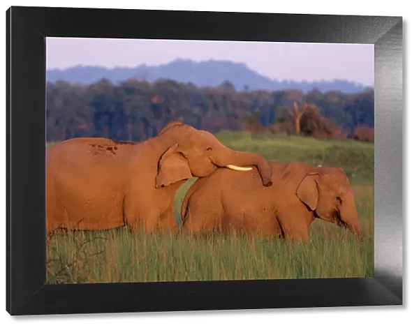 Courting Indian  /  Asian Elephants. Corbett National Park, India