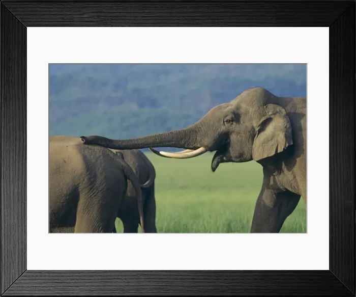 Framed Print : Bull Asian / Indian Elephant courting, Corbett National Park, India Framed Print : Bull Asian / Indian Elephant courting, Corbett National Park, India