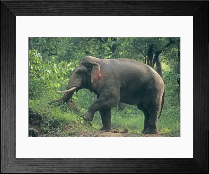 Framed Print : Double - masth Asian / Indian Elephant breaking the termite mound, Corbett National Park, India Framed Print : Double - masth Asian / Indian Elephant breaking the termite mound, Corbett National Park, India