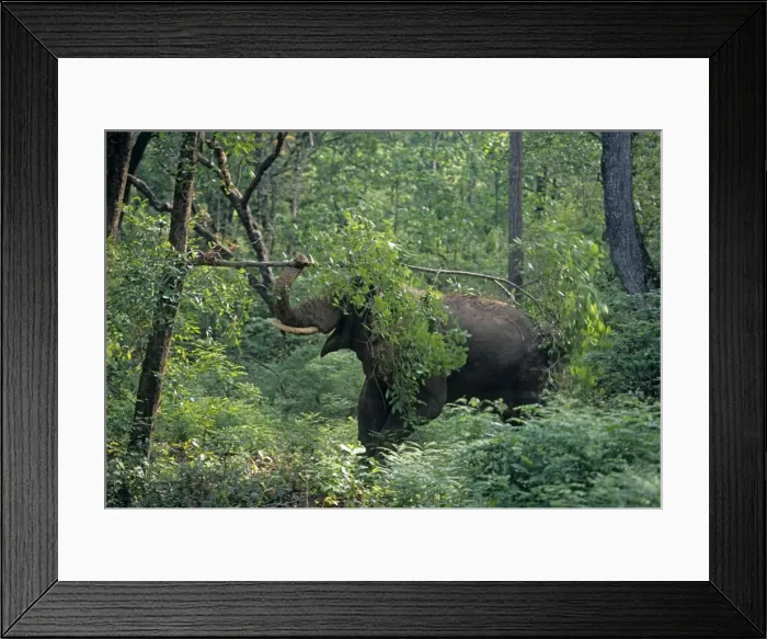 Framed Print : Double masth Asian / Indian Elephant breaking the branch, Corbett National Park, India Framed Print : Double masth Asian / Indian Elephant breaking the branch, Corbett National Park, India