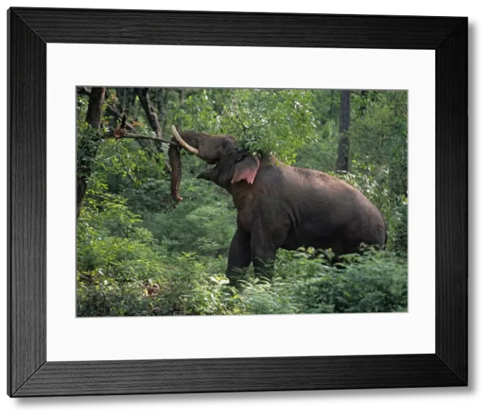 Framed Print : Double-masth bull Indian / Asian Elephant breaking the branch, Corbett National Park, India Framed Print : Double-masth bull Indian / Asian Elephant breaking the branch, Corbett National Park, India