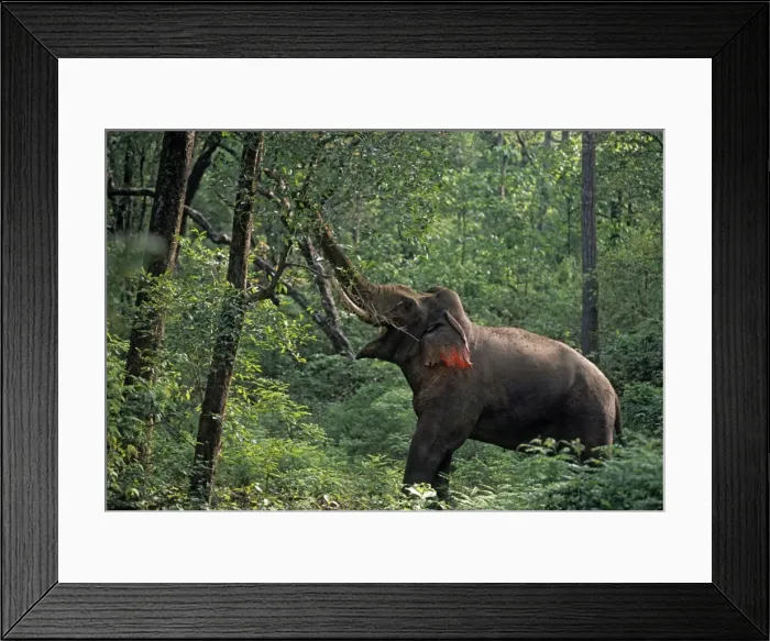 Framed Print : Double masth bull Indian / Asian Elephant breaking the branch, Corbett National Park, India Framed Print : Double masth bull Indian / Asian Elephant breaking the branch, Corbett National Park, India