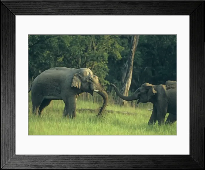 Framed Print : Female Indian / Asian Elephant pacifying the bull elephant, Corbett National Park, India Framed Print : Female Indian / Asian Elephant pacifying the bull elephant, Corbett National Park, India