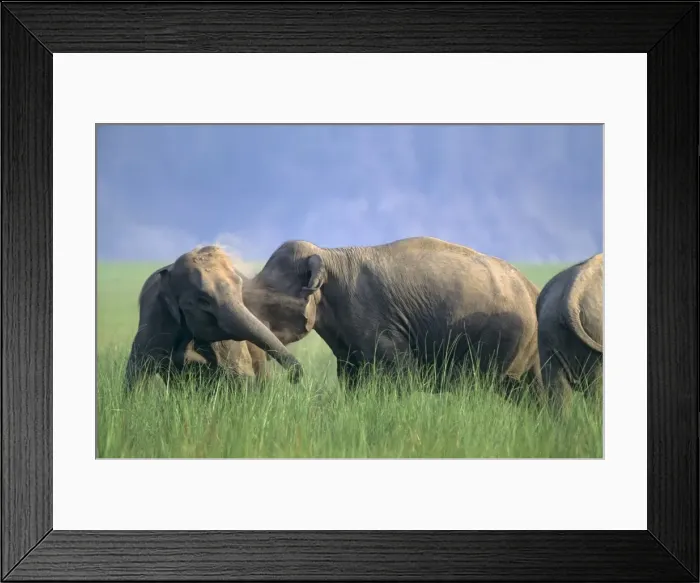 Framed Print : Fighting females of Indian / Asian Elephant, Corbett National Park, India Framed Print : Fighting females of Indian / Asian Elephant, Corbett National Park, India