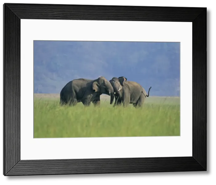 Framed Print : Indian / Asian Elephants play-fighting, Corbett National Park, India Framed Print : Indian / Asian Elephants play-fighting, Corbett National Park, India