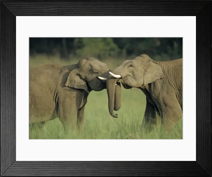Framed Print : Indian  /  Asian Elephants play-fighting, Corbett National Park, India