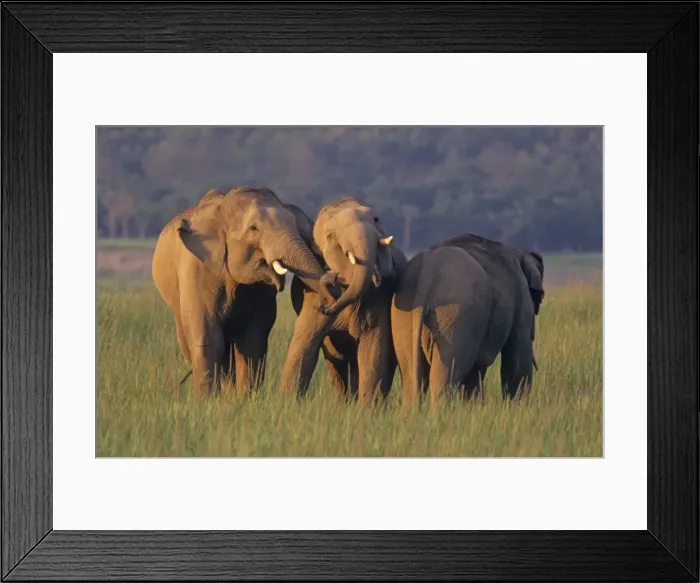 Framed Print : Indian / Asian Elephants at play, Corbett National Park, India Framed Print : Indian / Asian Elephants at play, Corbett National Park, India