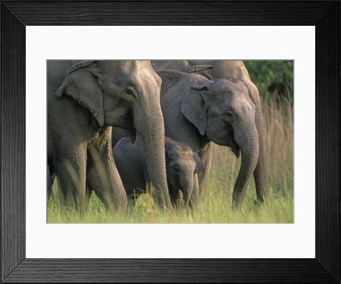 Framed Print : Indian / Asian Elephants in the grassland, Corbett National Park, India Framed Print : Indian / Asian Elephants in the grassland, Corbett National Park, India