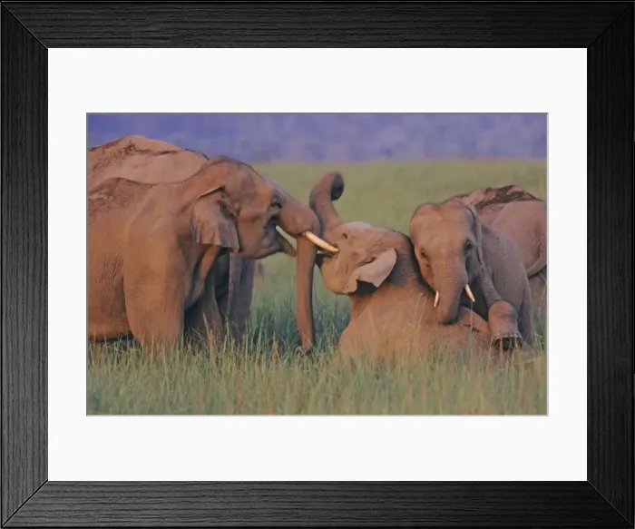 Framed Print : Indian elephants at play, Corbett National Park, India. A4 version available but is a little soft