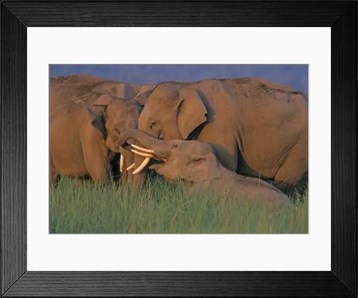 Framed Print : Indian  /  Asian Elephants (Tuskers) communicating, Corbett National Park, India