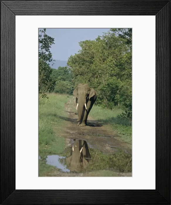 Framed Print : Indian / Asian Elephant - Tusker on the track, Corbett National Park, India Framed Print : Indian / Asian Elephant - Tusker on the track, Corbett National Park, India
