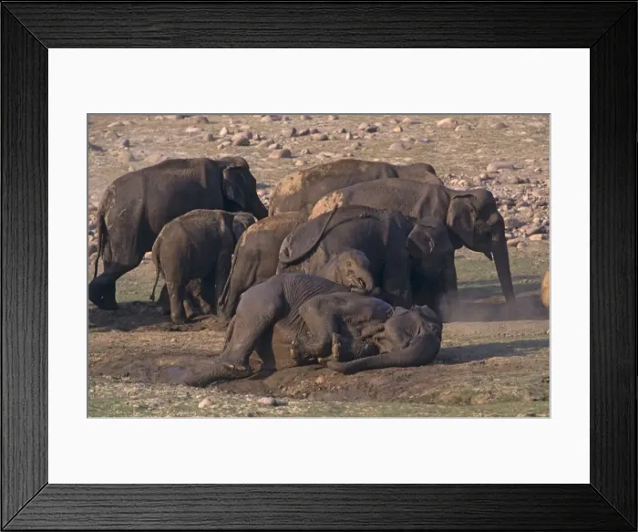 Framed Print : Mud-wallowing Indian / Asian Elephants, Corbett National Park, India Framed Print : Mud-wallowing Indian / Asian Elephants, Corbett National Park, India