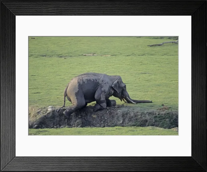 Framed Print : Indian / Asian Elephant diging the ground, Corbett National Park, India Framed Print : Indian / Asian Elephant diging the ground, Corbett National Park, India