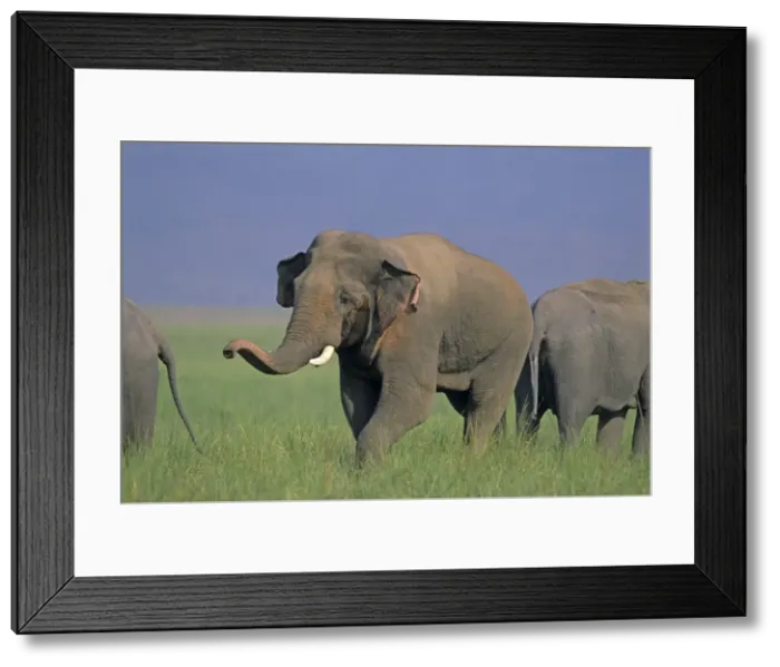 Framed Print : Double masth Asian / Indian Elephant approaching the female, Corbett National Park, India Framed Print : Double masth Asian / Indian Elephant approaching the female, Corbett National Park, India