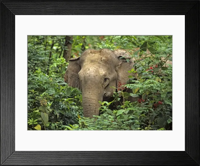 Framed Print : Indian / Asian Elephant spying through the bushes Corbett National Park, India Framed Print : Indian / Asian Elephant spying through the bushes Corbett National Park, India