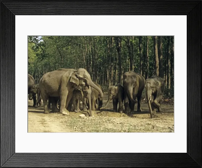Framed Print : Herd of Indian / Asian Elephants around the water-hole filled with rain water, Corbett National Park, India Framed Print : Herd of Indian / Asian Elephants around the water-hole filled with rain water, Corbett National Park, India