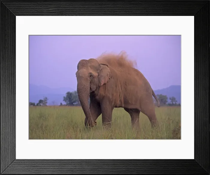 Framed Print : Indian / Asian Elephant dust bathing, Corbett National Park, India Framed Print : Indian / Asian Elephant dust bathing, Corbett National Park, India