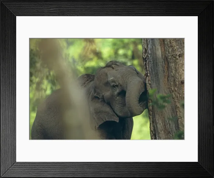 Framed Print : Indian / Asian Elephant biting the bark, Corbett National Park, India Framed Print : Indian / Asian Elephant biting the bark, Corbett National Park, India