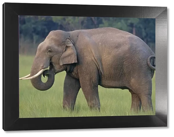 Indian  /  Asian Elephant (Tusker), Corbett National Park, India