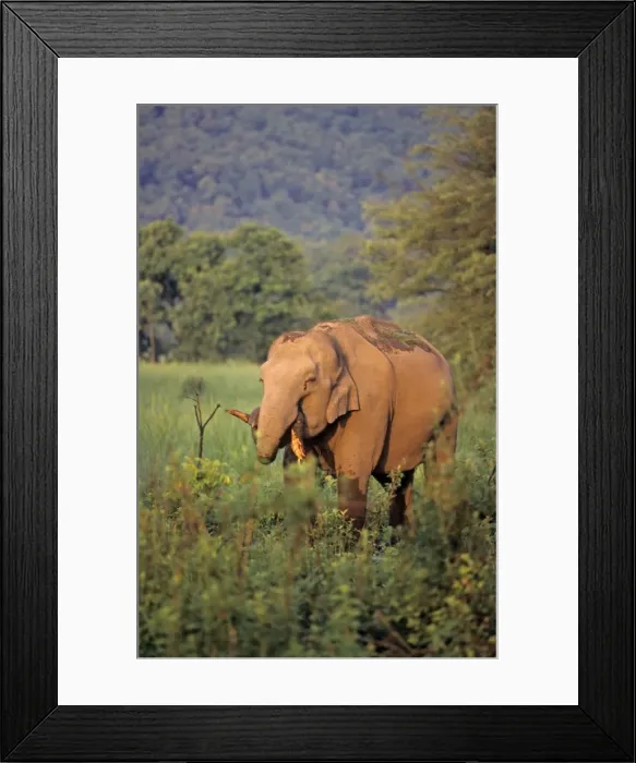 Framed Print : Indian / Asian Elephant chewing the branch, Corbett National Park, India Framed Print : Indian / Asian Elephant chewing the branch, Corbett National Park, India