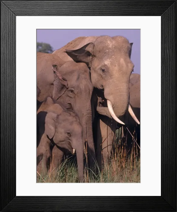 Framed Print : Indian / Asian Elephant family, Corbett National Park, India Framed Print : Indian / Asian Elephant family, Corbett National Park, India