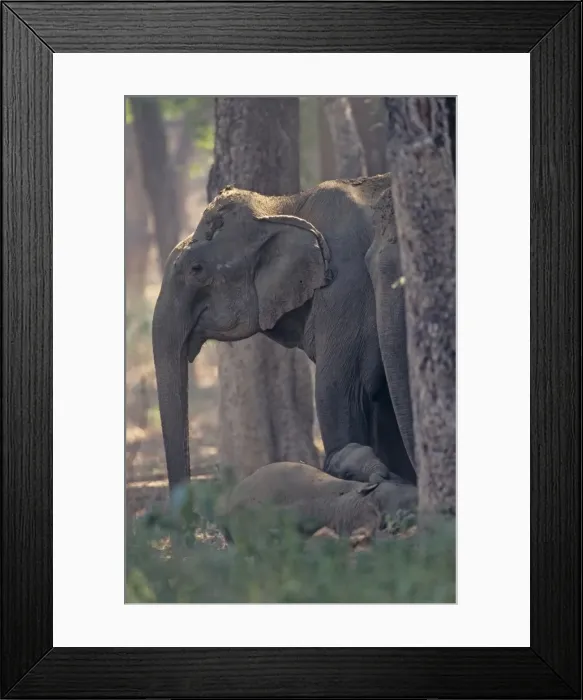 Framed Print : Indian / Asian Elephant guarding the sleeping calves, Corbett National Park, India Framed Print : Indian / Asian Elephant guarding the sleeping calves, Corbett National Park, India