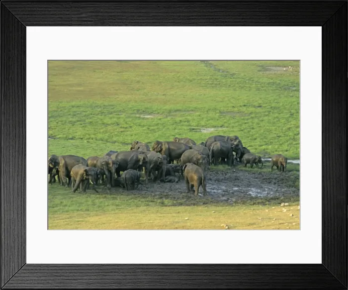 Framed Print : Herd of Indian / Asian Elephants mud-wallowing, Corbett National Park, India Framed Print : Herd of Indian / Asian Elephants mud-wallowing, Corbett National Park, India