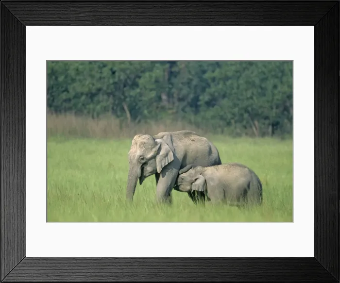Framed Print : Indian / Asian Elephant suckling young one, Corbett National Park, India Framed Print : Indian / Asian Elephant suckling young one, Corbett National Park, India